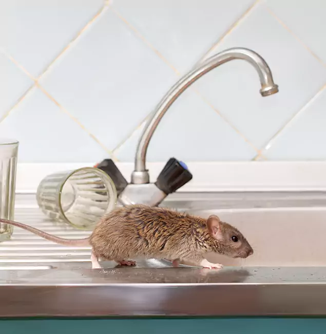 Why Maplewood, NJ Trusts Maplewood Pest Control Pro for Humane Rodent Control?