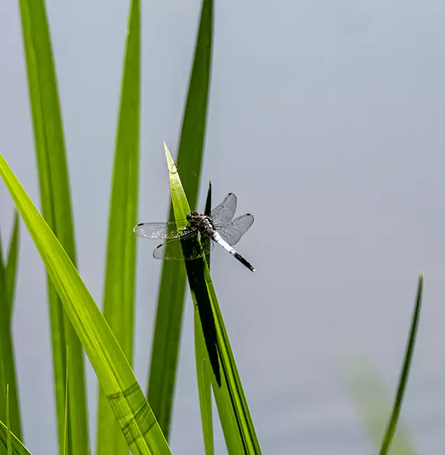 Why Maplewood Families Trust Maplewood Pest Control Pro for Mosquito Prevention?