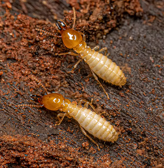 Why Choose Maplewood Pest Control Pro for Termite Treatment Without Tenting in Maplewood, NJ?