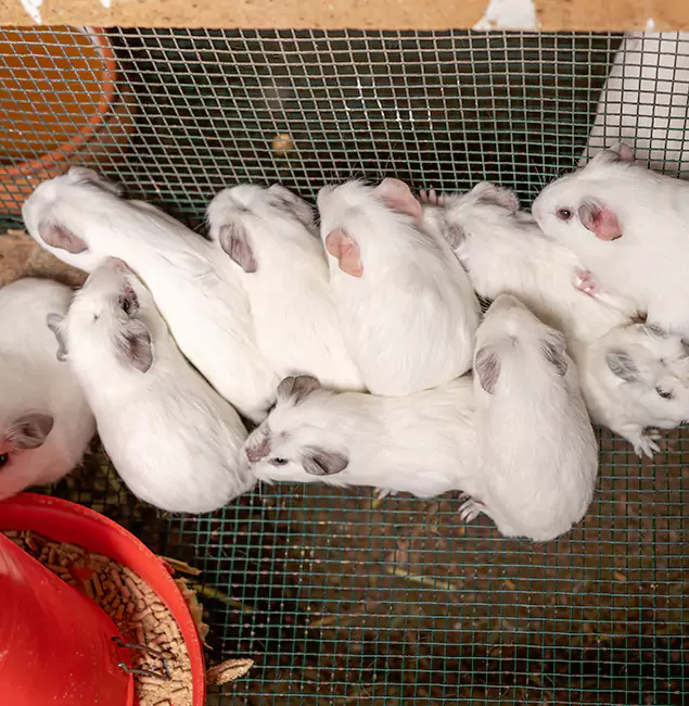 Why Choose Maplewood Pest Control Pro for Rat Infestation in Maplewood, NJ?