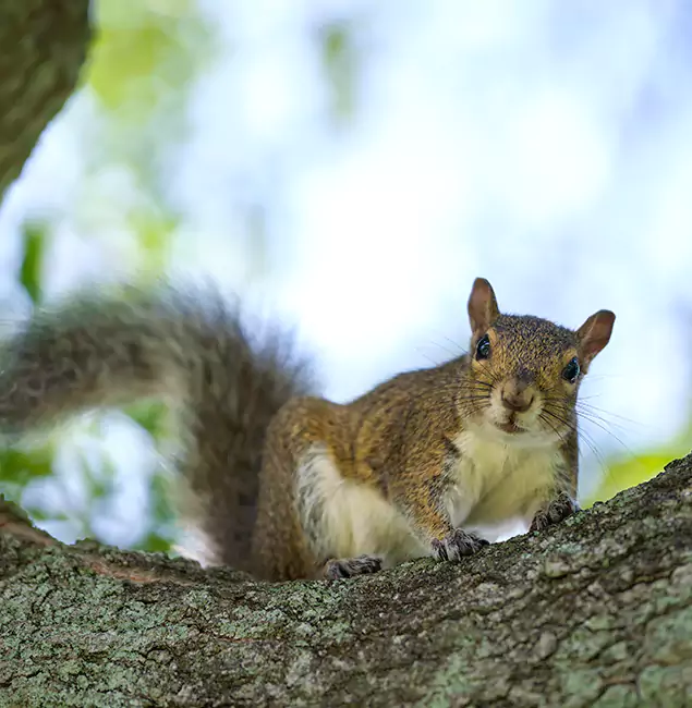 Why Maplewood, NJ Relies on Maplewood Pest Control Pro for Squirrel Pest Control?