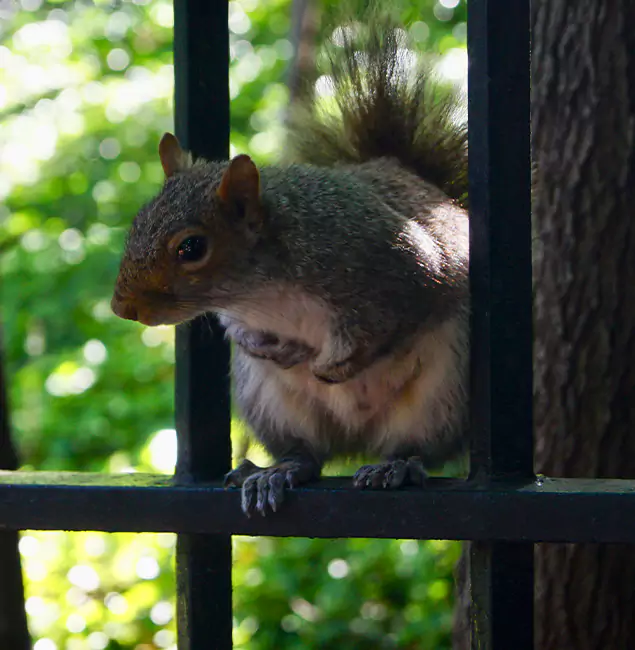 Why Maplewood, NJ Chooses Maplewood Pest Control Pro for Squirrel Removal?