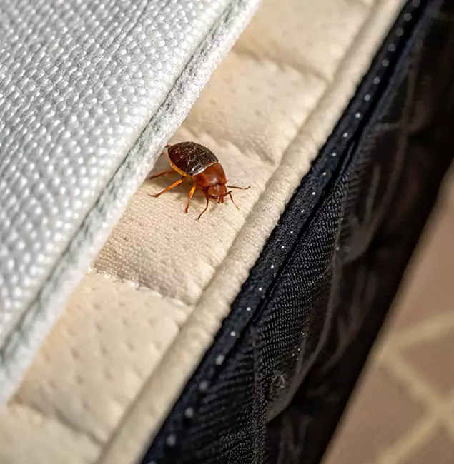 Why Maplewood Homeowners Trust Maplewood Pest Control Pro for Tick Treatment?
