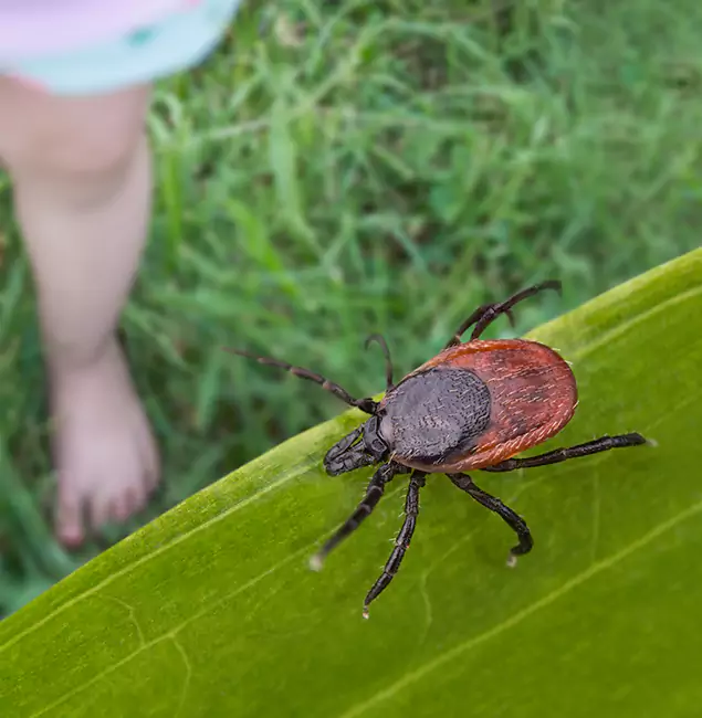 Why Maplewood Homeowners Choose Maplewood Pest Control Pro for Tick Extermination?