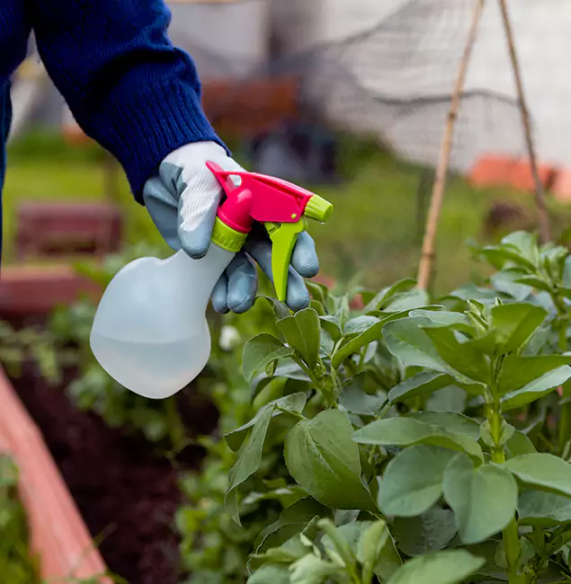 Why Maplewood Relies on Maplewood Pest Control Pro for Wasp Control Services?