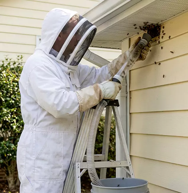 Why Maplewood Trusts Maplewood Pest Control Pro for Wasp Control?