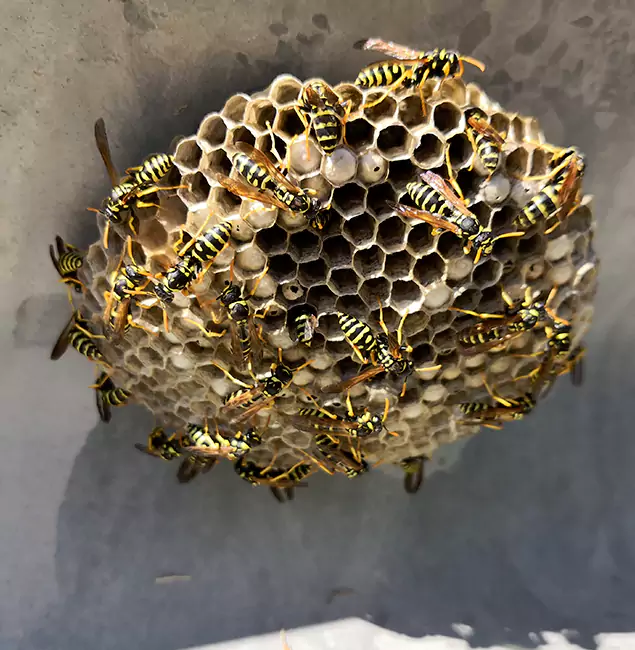 Why Maplewood Chooses Maplewood Pest Control Pro for Wasp Control Services?