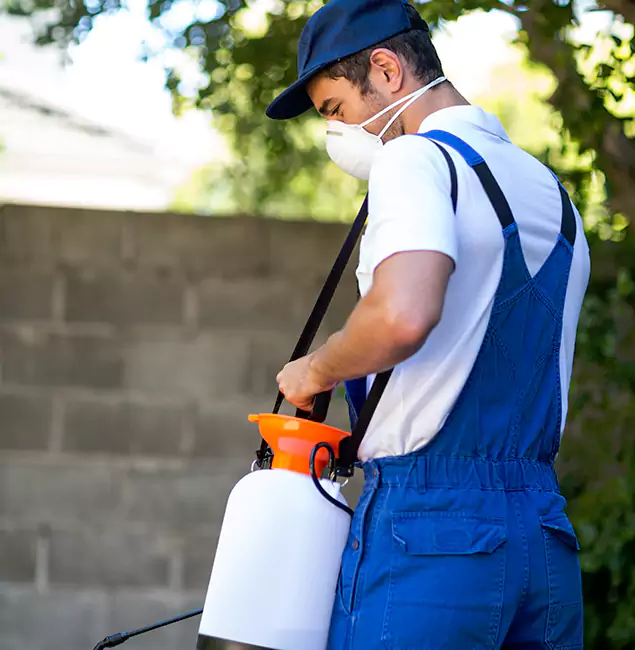 Why Maplewood Pest Control Pro Is the Right Choice for Yellow Jacket Removal in Maplewood, NJ?