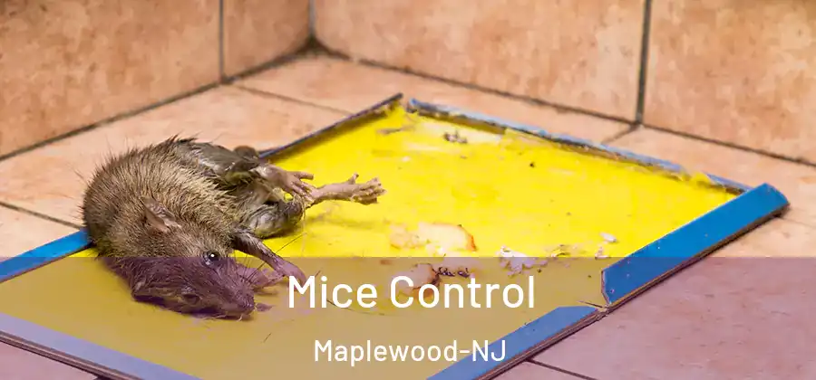 Mice Control Maplewood-NJ