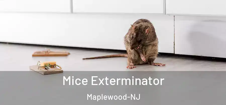 Mice Exterminator Maplewood-NJ