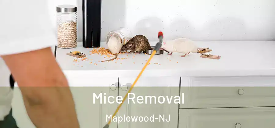 Mice Removal Maplewood-NJ