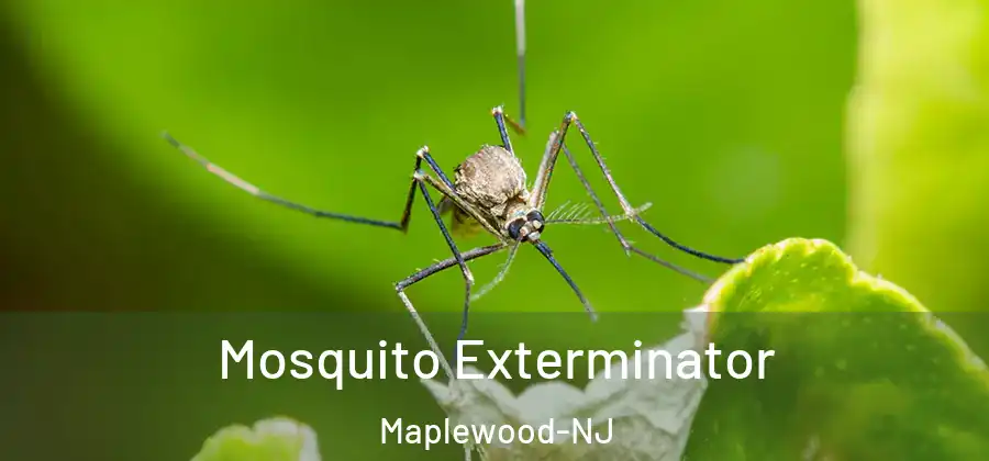 Mosquito Exterminator Maplewood-NJ