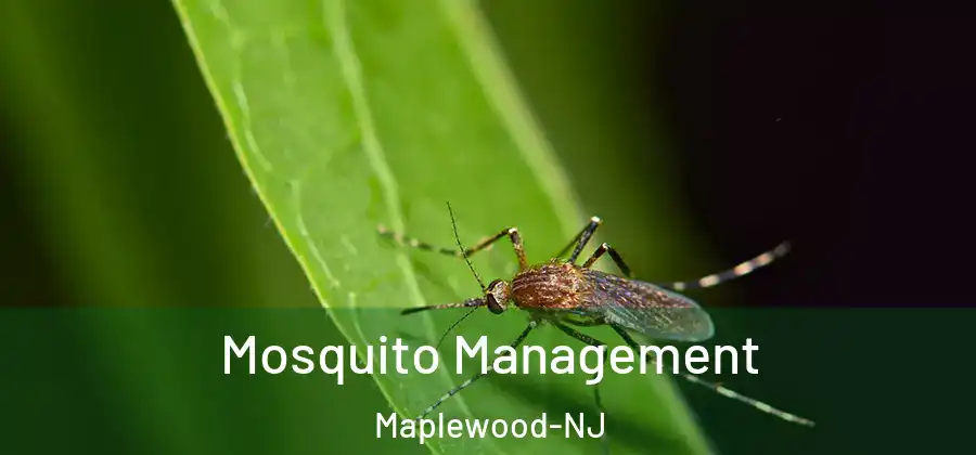 Mosquito Management Maplewood-NJ