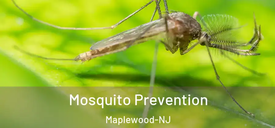 Mosquito Prevention Maplewood-NJ