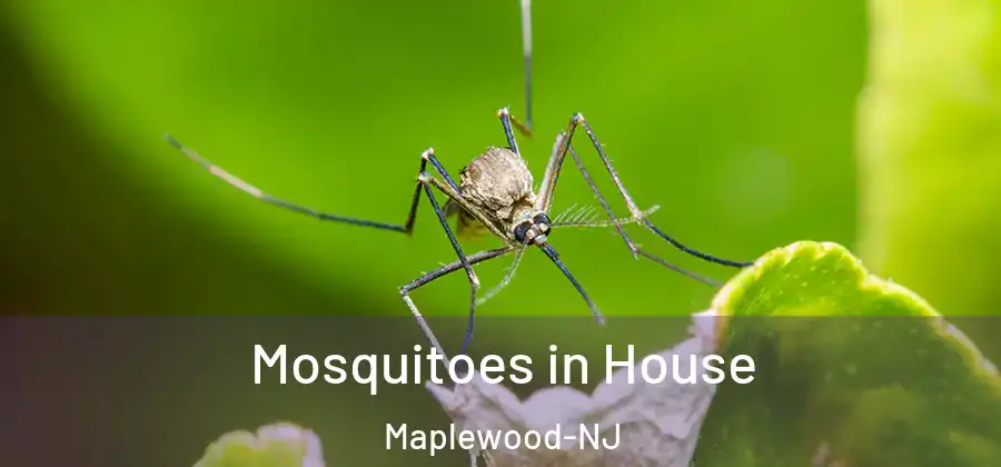Mosquitoes in House Maplewood-NJ