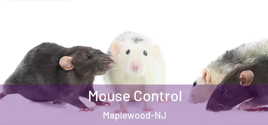 Mouse Control Maplewood-NJ