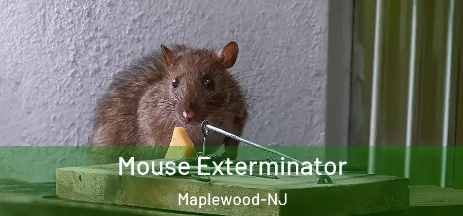 Mouse Exterminator Maplewood-NJ