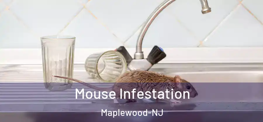  Mouse Infestation Maplewood-NJ