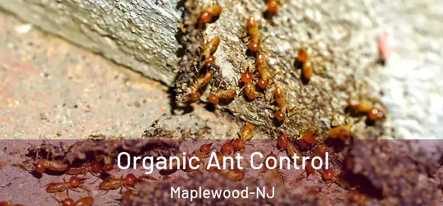Organic Ant Control Maplewood-NJ