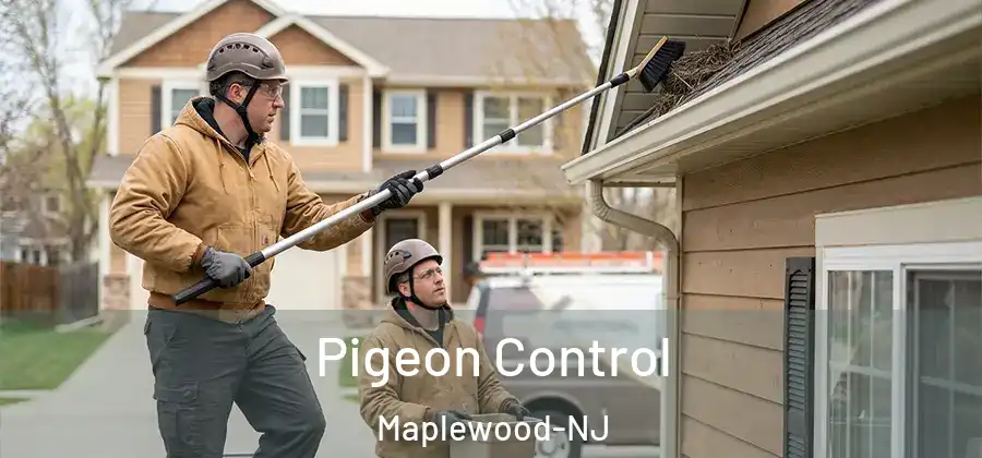 Pigeon Control Maplewood-NJ