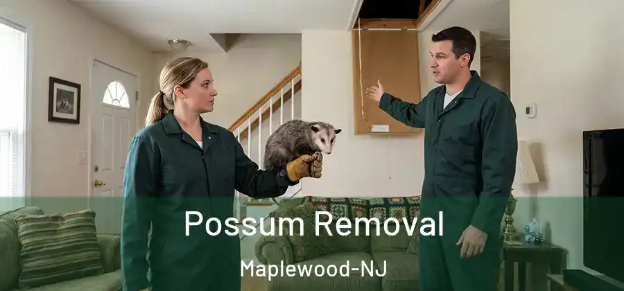 Possum Removal Maplewood-NJ