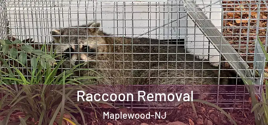  Raccoon Removal Maplewood-NJ
