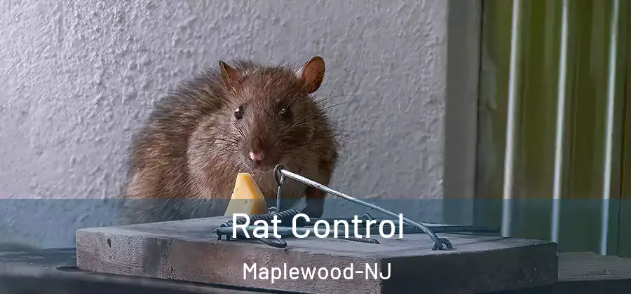 Rat Control Maplewood-NJ