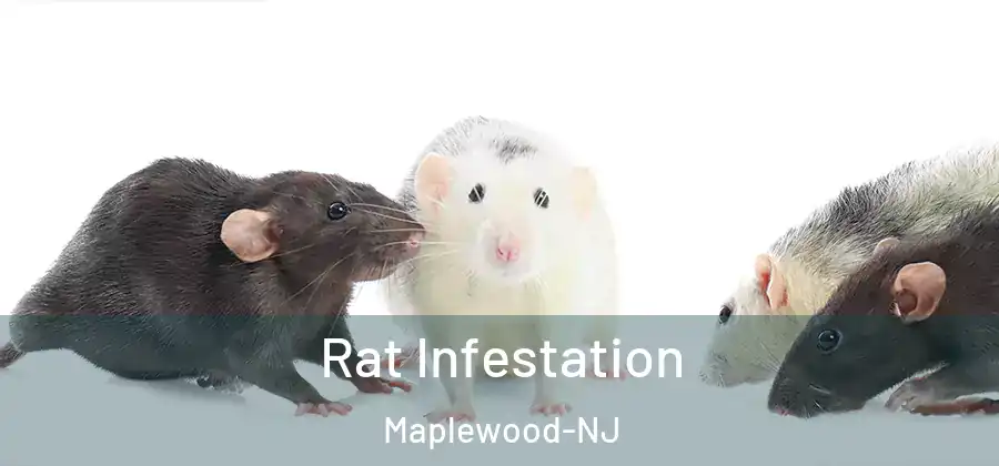 Rat Infestation Maplewood-NJ