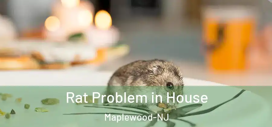 Rat Problem in House Maplewood-NJ