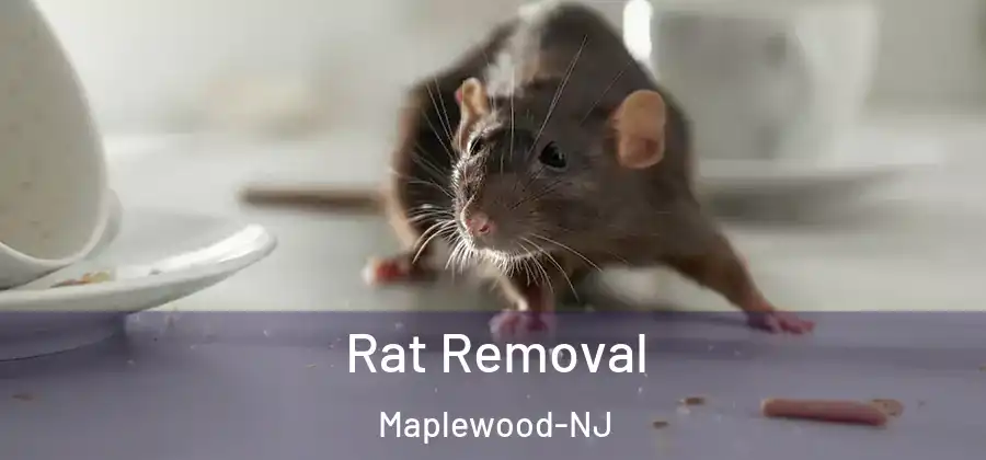 Rat Removal Maplewood-NJ