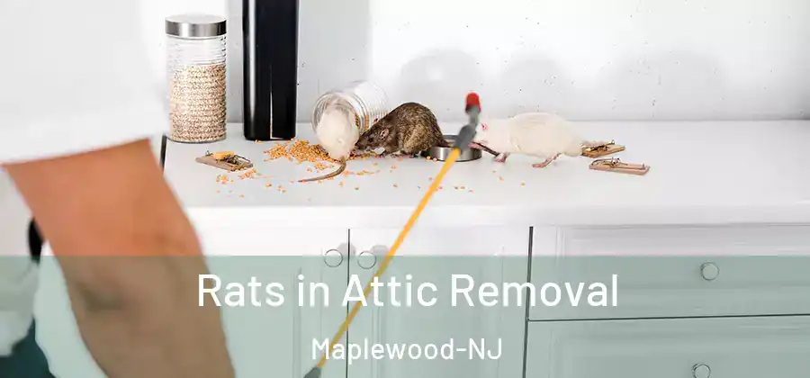 Rats in Attic Removal Maplewood-NJ