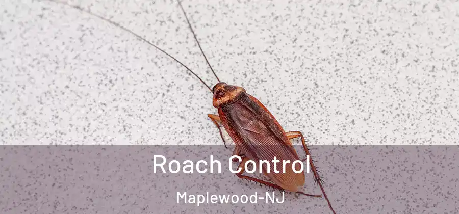 Roach Control Maplewood-NJ