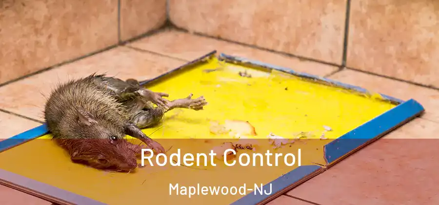  Rodent Control Maplewood-NJ