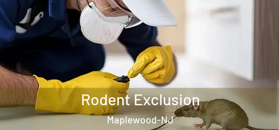 Rodent Exclusion Maplewood-NJ