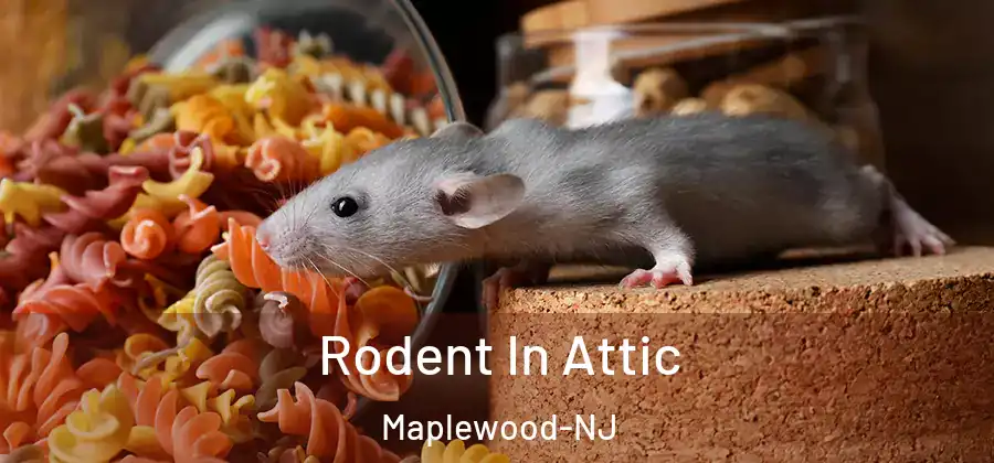 Rodent In Attic Maplewood-NJ