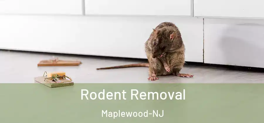 Rodent Removal Maplewood-NJ