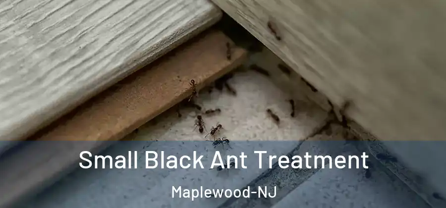  Small Black Ant Treatment Maplewood-NJ