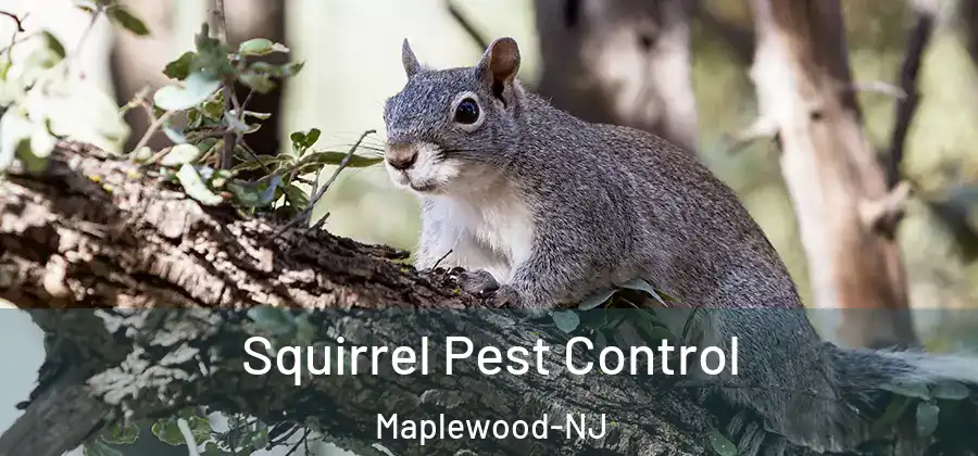 Squirrel Pest Control Maplewood-NJ