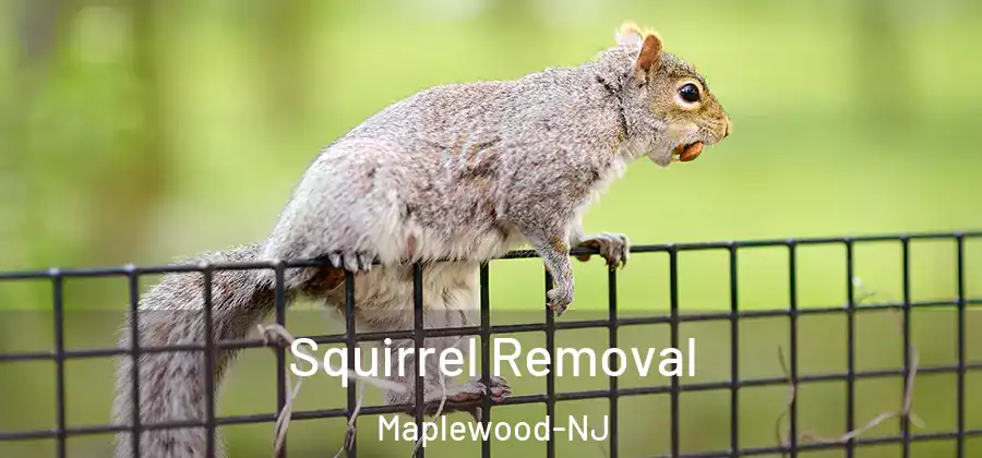 Squirrel Removal Maplewood-NJ
