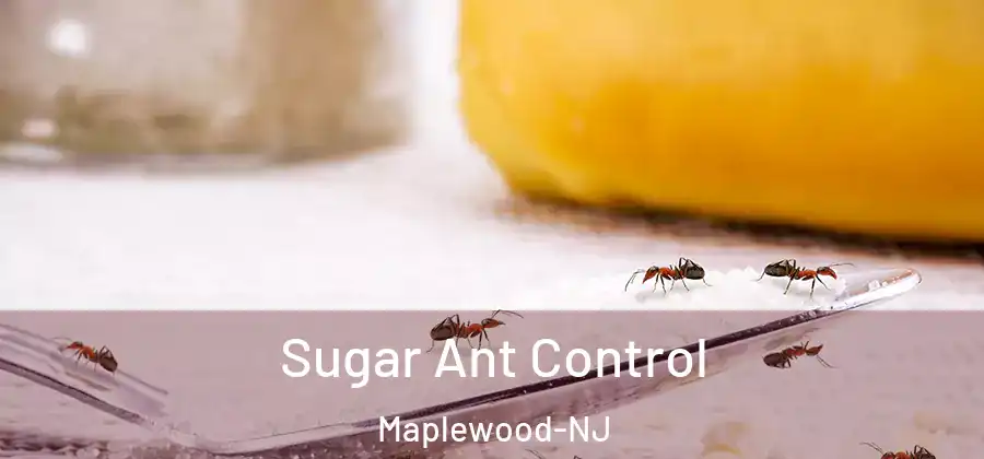 Sugar Ant Control Maplewood-NJ