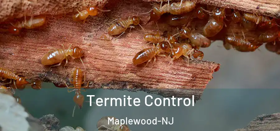 Termite Control Maplewood-NJ
