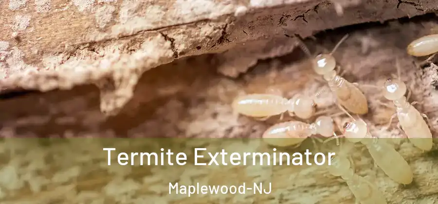 Termite Exterminator Maplewood-NJ