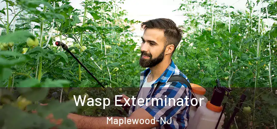 Wasp Exterminator Maplewood-NJ