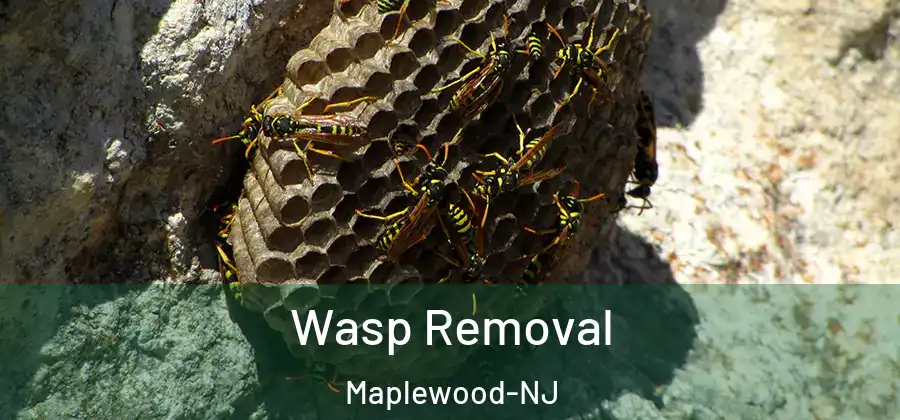 Wasp Removal Maplewood-NJ
