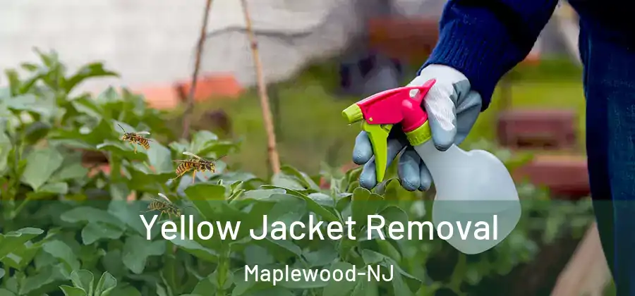 Yellow Jacket Removal Maplewood-NJ